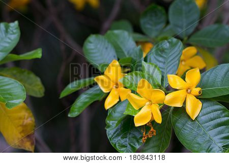 Yellow Flower Of Herb Plant,gardenia Sootepensis Hutch