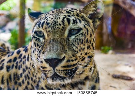 Portrait of Leopard Muzzle of a leopard