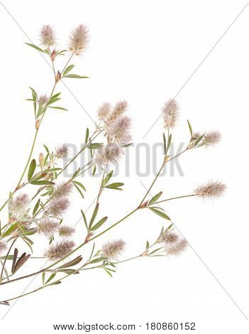 Flora Of Gran Canaria - Trifolium Arvense