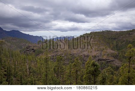Central Gran Canaria edge of protected area of Integral Nature Reserve Inagua pine forest