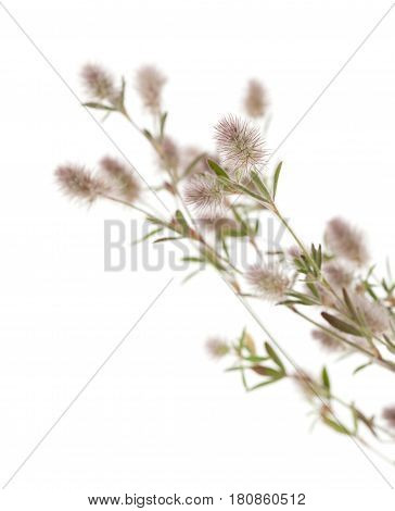 Flora Of Gran Canaria - Trifolium Arvense