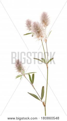 Flora Of Gran Canaria - Trifolium Arvense