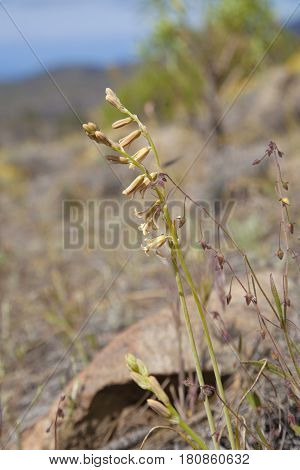 Flora Of Gran Canaria - Dipcadi Serotinum