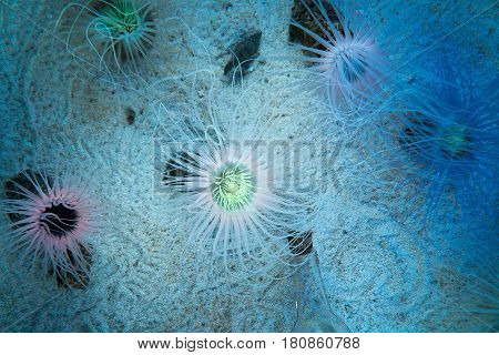 Illuminated pink and green tube sea anemone