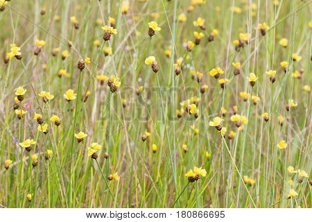 Xyris Indica Yellow Flowers In Paddy Field On Bright Day