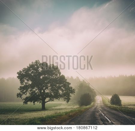 Autumn Landscape with Silhouettes of Trees and Road in Fog. Picturesque Morning Scenery at Sunrise with Mist. Toned and Filtered Instagram Styled Photo with Copy Space. Mystical Nature Background.