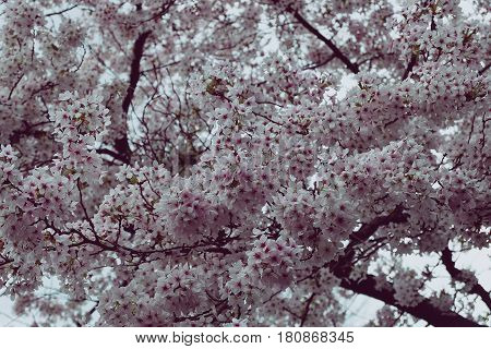 Beautiful Pink Cherry Blossom tree in Bloom