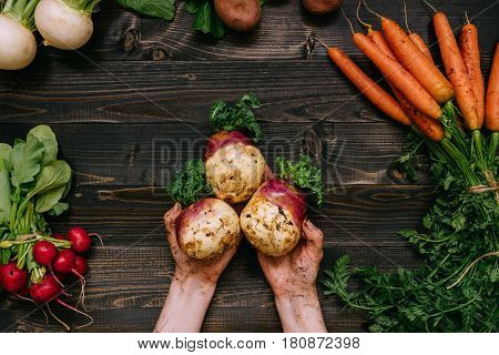 Organic Vegetables. Farmer's Hands Holding Harvested Swede On The Dark Wooden Background, Top View