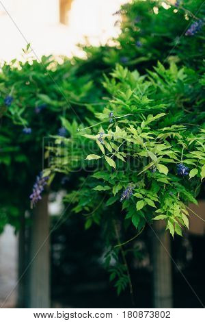 Flowering tree wisteria in Montenegro, the Adriatic and the Balkans.