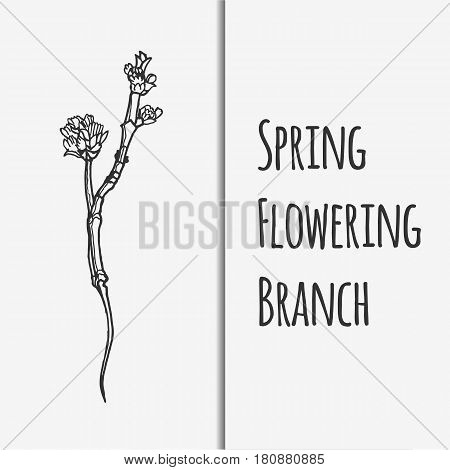 Vector illustration of spring flowering branch. Lineart monochrome image.