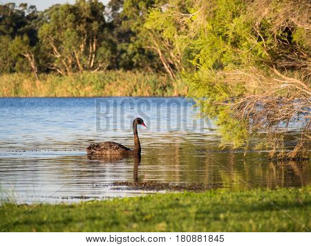 Black Swan on Herdsman Lake Western Australia