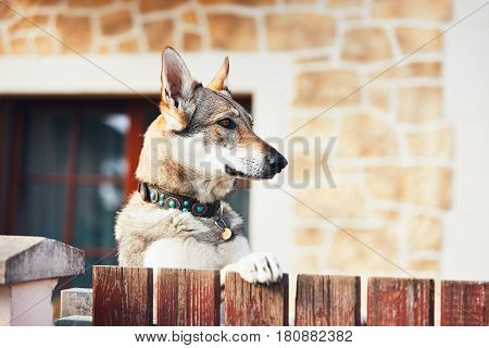 Beware of the dog. Czechoslovakian wolfdog behind the fence of the house.