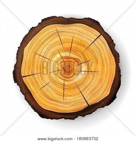 Cross Section Tree Wooden Stump Vector. Round Cut Annual Rings