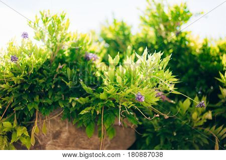 Flowering tree wisteria in Montenegro, the Adriatic and the Balkans.