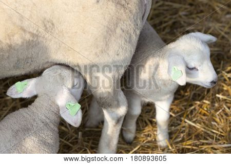 two newborn lambs on straw drink milk from mother ewe on organic farm in holland