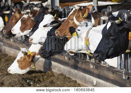 row of black and red holstein cows that feed in half open stable on organic farm in the netherlands behind car tires