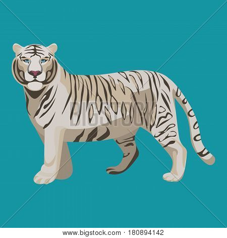 White or bleached tiger isolated. Predator rare animal with black stripes typical of Bengal tiger, but carries a white or near-white coat. Endangered wildlife mammal vector illustration