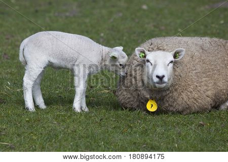 ewe lies in fresh green grass of meadow with lamb sniffing mother