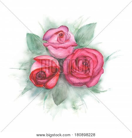 Watercolor painting with three roses on white background