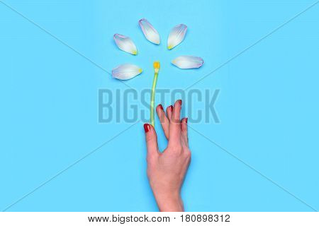 Phytodesign, Pink Tulip Flower With Female Hand On Blue Background