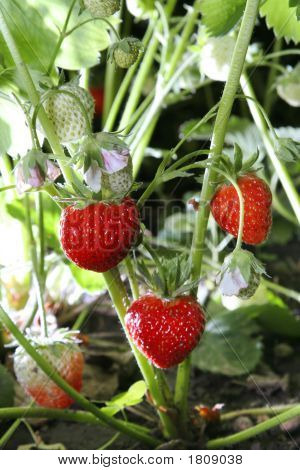 Strawberrie Detail