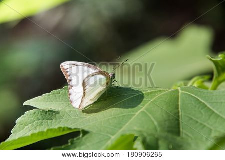 Butterfly on the leaf. Abstract beautiful light from sunshine. white batterfly with green background.