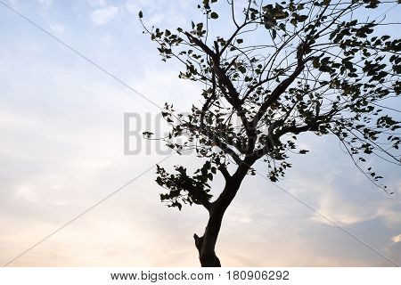 Silhouettes of trees on the beach in Chantaburi Thailand