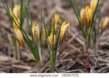 Crocus Chrysanthus Var. Fuscotinctus
