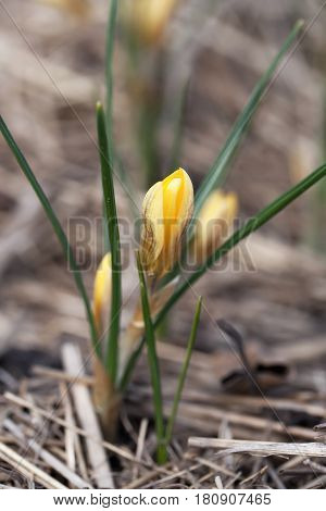 Crocus Chrysanthus Var. Fuscotinctus