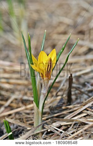 Crocus Chrysanthus Var. Fuscotinctus