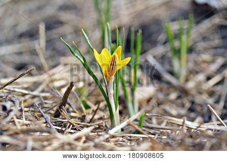 Crocus Chrysanthus Var. Fuscotinctus