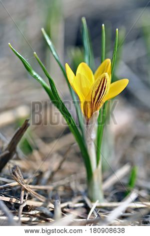 Crocus Chrysanthus Var. Fuscotinctus