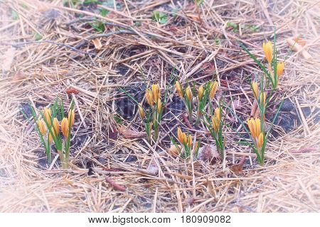 Crocus Chrysanthus Var. Fuscotinctus