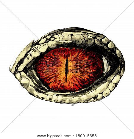 eye of a crocodile or reptile closeup sketch vector graphics colored drawing red eyes