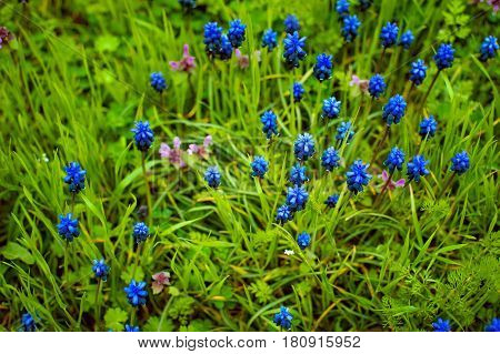 A muscari armeniacum flower or commonly known as grape hyacinth in a defocused spring garden.