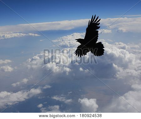 Singing black hawk soaring above the clouds