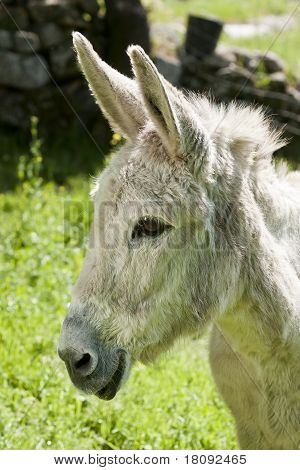 Smilling burro