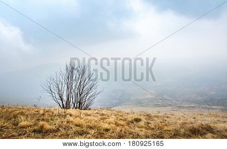 Lonely Tree In The Foggy Mountain