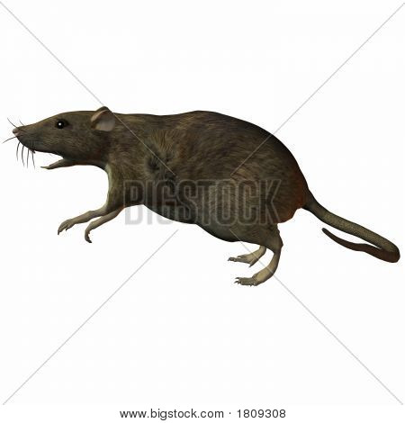 Saut de rat