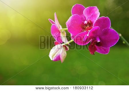 Beautiful pink orchid flowers isolated on green background.