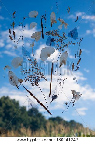 Creative application of dried flowers. Herbarium Dried flowers Sky