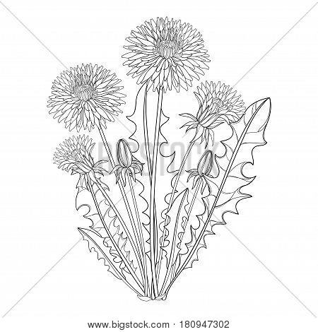 Vector bouquet with outline Dandelion or Taraxacum flower, bud and leaves isolated on white. Ornate floral elements for spring design, coloring book and herbal medicine illustration in contour style.