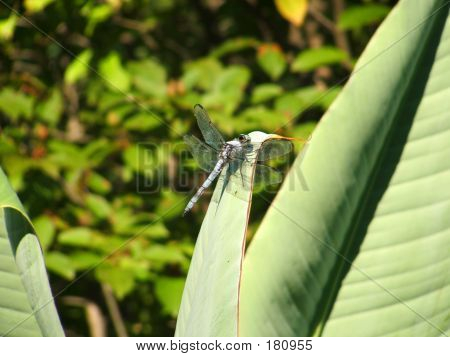 Dragonfly på blad