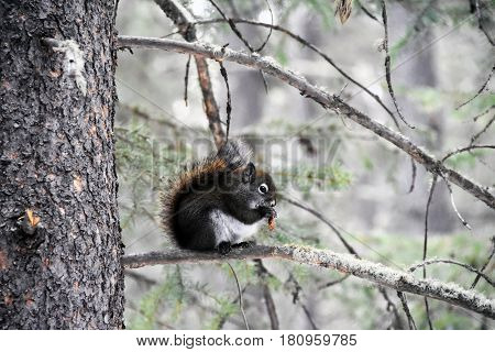 Picture of a squirrel eating an acorn in winter in Banff National Park,Alberta,Canada.