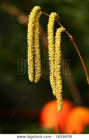 Spring Lamb´S Tail 