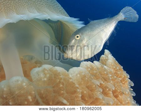 Juvenile Filefish in jellyfish