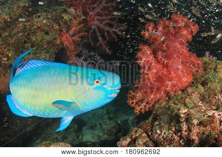 Steephead Parrotfish reef fish