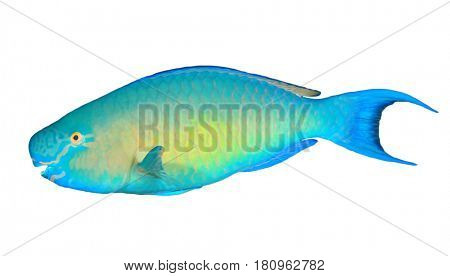 Parrotfish fish isolated on white background
