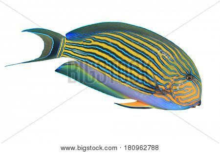 Striped Surgeonfish fish isolated on white background