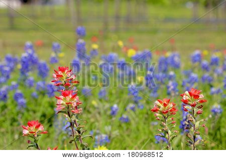 Blue Bonnet is at full bloom in Brenham, TX